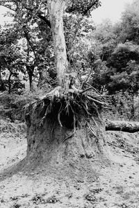 Trees in the forest