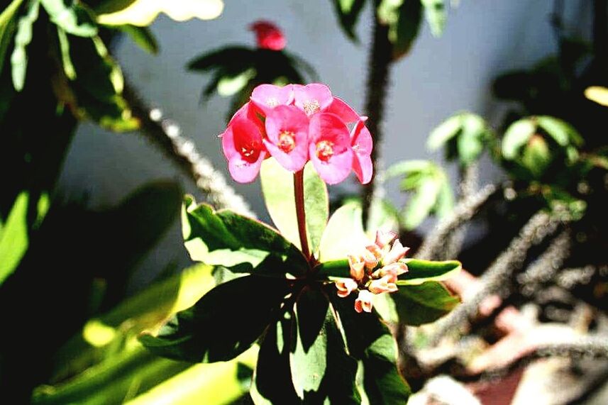 CLOSE-UP OF PINK FLOWERS BLOOMING IN GARDEN