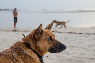 Close-up of dog standing on beach