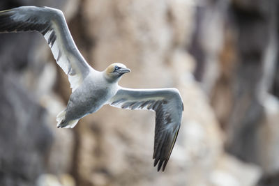 Close-up of gannet flying against rocks