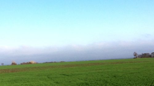 Scenic view of field against clear sky