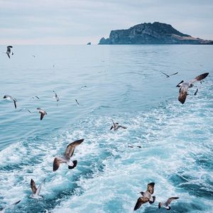 Birds flying over sea against sky