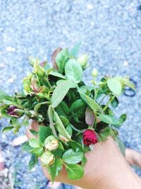 Close-up of hand holding flower