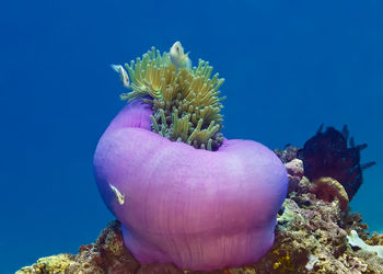 Close-up of coral in sea