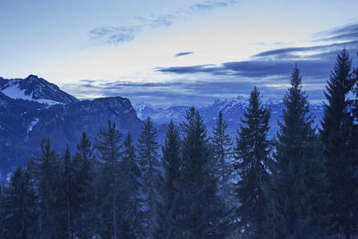 Trees on snow covered landscape against sky