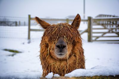 Close-up of llama standing on snow covered field