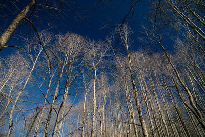 Low angle view of bare trees against blue sky