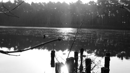 Silhouette fishing net on lake against trees