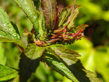 Close-up of fresh green leaves on plant