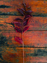 Close-up of red leaf