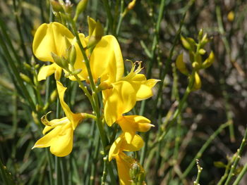 Close-up of yellow flowering plant