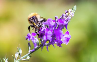 Close-up of bee on purple flower