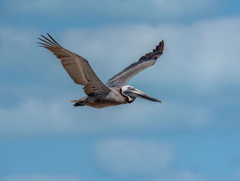 Brown pelican flies over holbox island, mexico