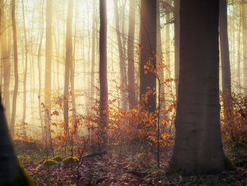 View of trees in the forest