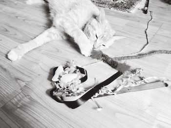 High angle view of cat sitting on table