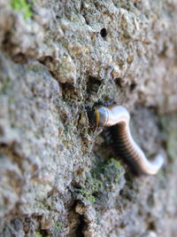 Close-up of lizard on rock