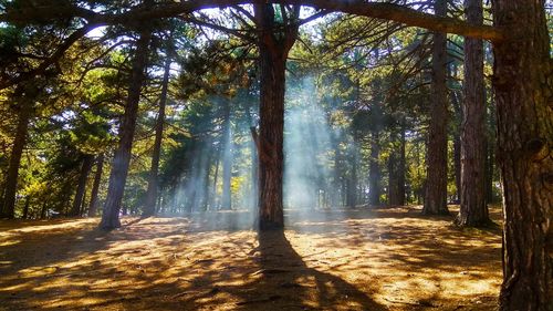 Sunlight streaming through trees in forest