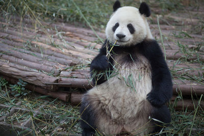 View of a panda relaxing outdoors