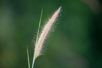 Close-up of plant