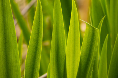 Close-up of green leaves