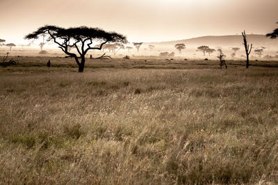 View of tree on field against sky