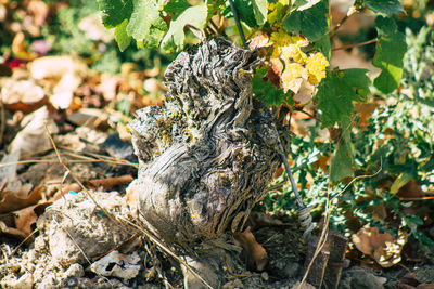 Close-up of lizard on tree in field