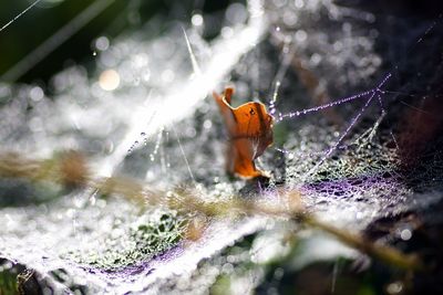 Close-up of spider on web