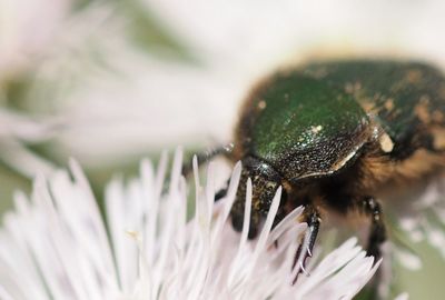 Close-up of bug on white flower