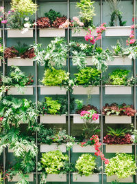 Close-up of potted plant