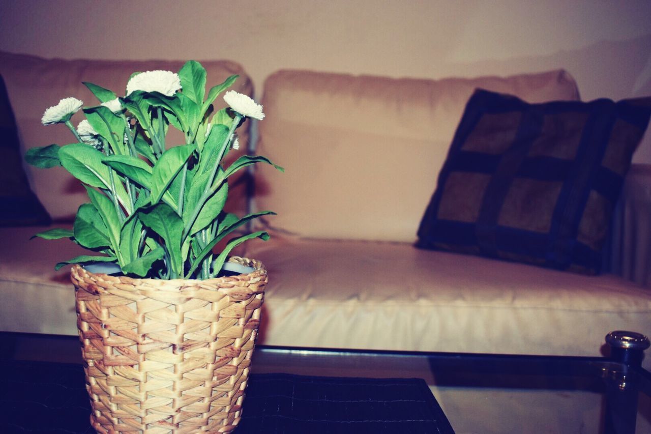 indoors, home interior, table, no people, flower, freshness, close-up, nature, flower head, day