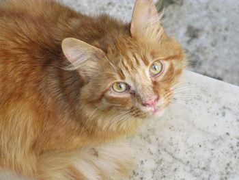 Portrait of ginger cat