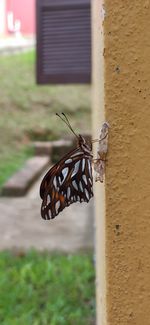 Close-up of butterfly on window