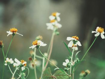 Close-up of white daisy flowers