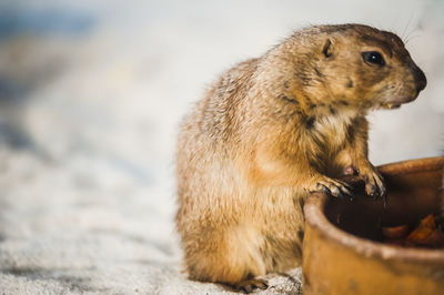 Close-up of prairie dog by container