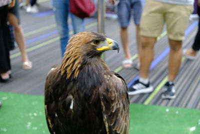 Close-up of eagle