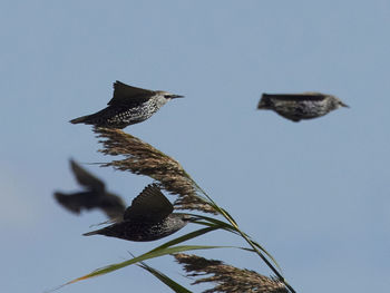 Low angle view of bird flying against clear sky