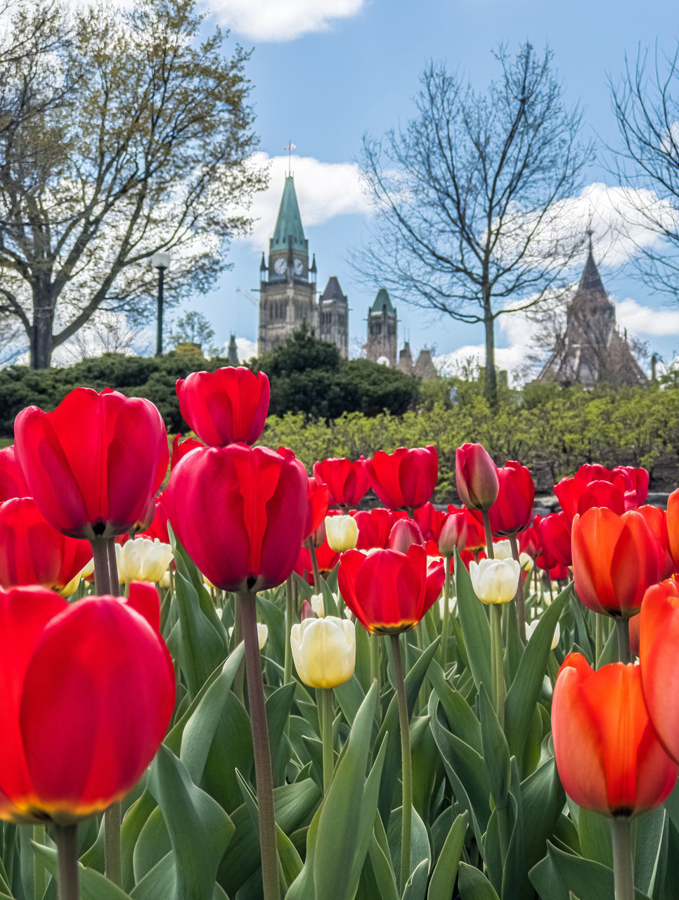 VIEW OF RED TULIPS AGAINST TEMPLE
