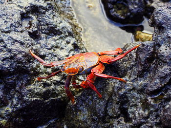 Close-up of crab on rock