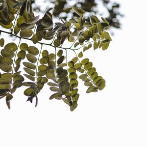 Low angle view of leaves against white background