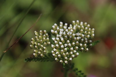 Close-up of white flowering plant