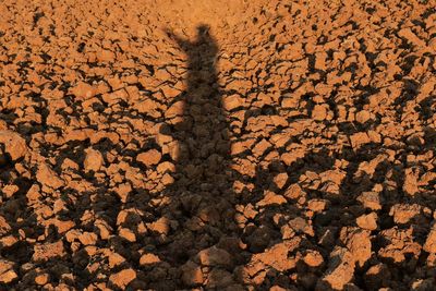 Shadow of tree on sand