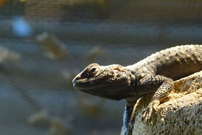 Close-up of lizard on rock at zoo