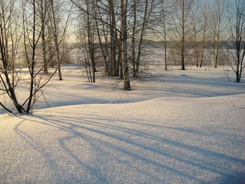 Bare trees on snow covered landscape