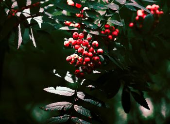 Close-up of red berries growing on tree