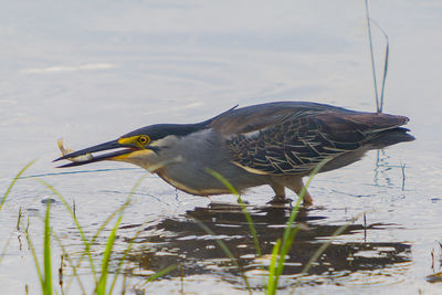 Close-up of duck in lake