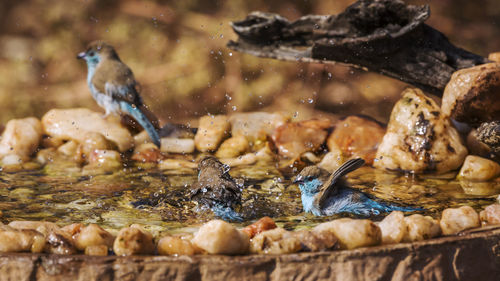 Close-up of birds in water