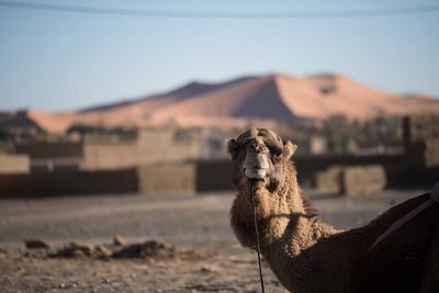 Portrait of camel standing at desert against clear sky