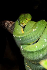 Close-up of green lizard