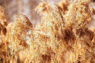 Pampas grass at sunset. reed seeds in neutral colors on a light background. dry reeds close up. 