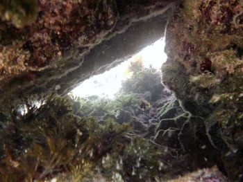 Close-up of fresh green mountain in water